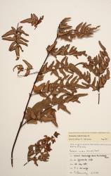 Cheilanthes viridis. Herbarium specimen from Cambridge, WELT P016336, showing 3-pinnate fertile frond.
 Image: B. Hatton © Te Papa CC BY-NC 3.0 NZ